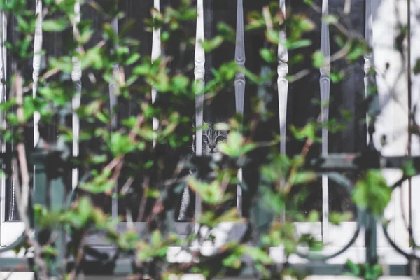 Gri bir kedi köydeki parmaklıkların arkasında, pencerede oturuyor.