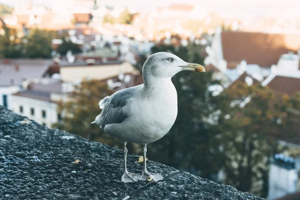 Tallinn 'in eski bir kasabasında bir martı taştan bir çitin üzerinde duruyor. Şehri yukarıdan görebilirsin.