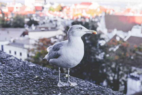 Tallinn 'in eski bir kasabasında bir martı taştan bir çitin üzerinde duruyor. Şehri yukarıdan görebilirsin.