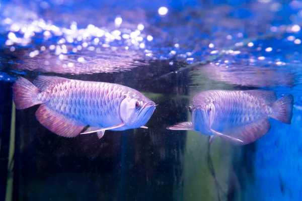 Se cree que el pez arowana dorado trae suerte entre los asiáticos. —  Fotos de Stock