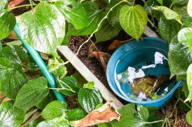 Durgun su ve sivrisinek için üreme alanı su kapsamları depolamak