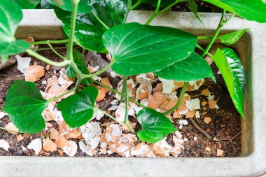 Kırılmış yumurta kabuğu doğal organik gübre olarak geri dönüştürüldü.