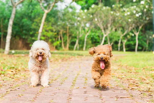 Cães cansados com língua longa descansando após o exercício no parque — Fotografia de Stock