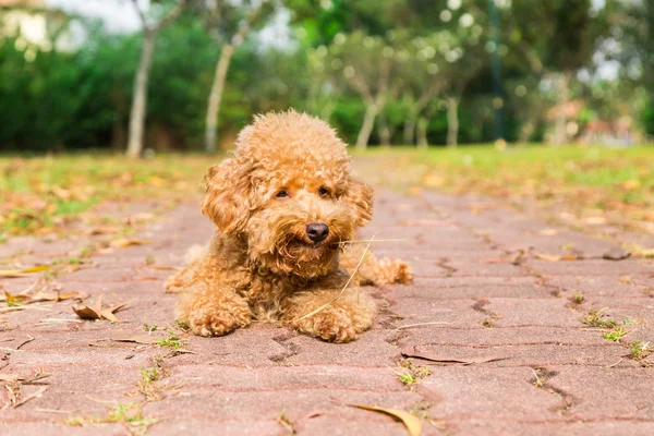 Cansado cão poodle marrom descansando após o exercício no parque — Fotografia de Stock