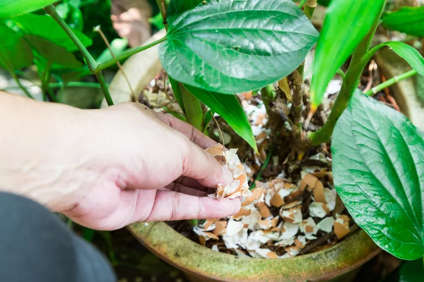 Tangan makan hancur telur kerang ke tanaman sebagai pupuk organik — Stok Foto