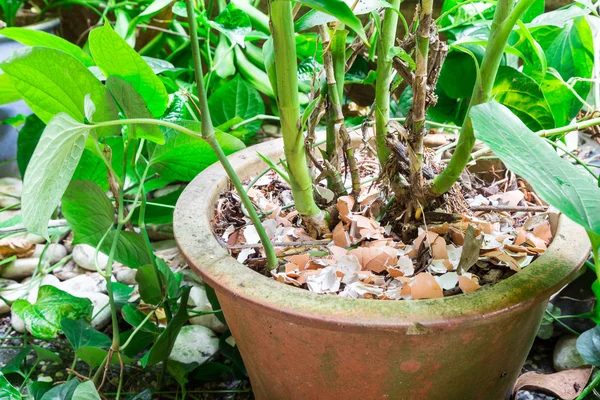 Crushed egg shell recycled as natural organic fertilizer on plan — Stock Photo, Image