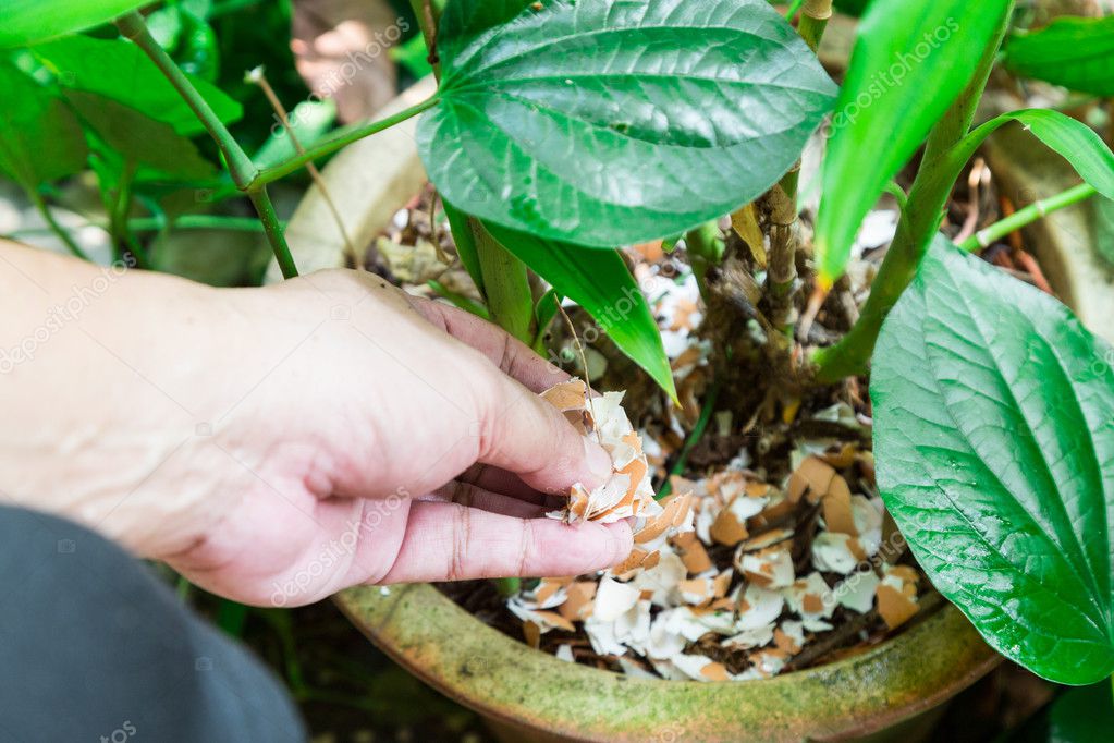 Crushed Shells For Plants
