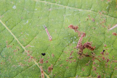 Saksı bitkileri durgun su üzerinde bulunan sivrisinek larva closeup 