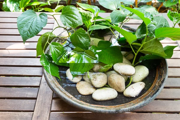 Potted plants with stagnant water potentially become mosquito breeding ground — Stock Photo, Image