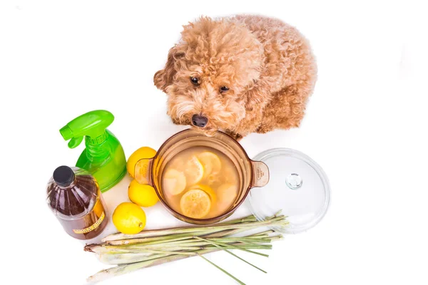 Apfelessig, Zitrone, Zitronengras wirksames Flohschutzmittel — Stockfoto