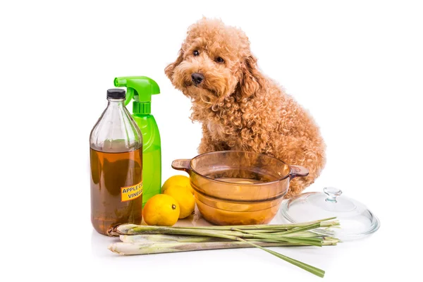 Apple cider vinegar, lemon,  lemongrass effective flea repellent — Stock Photo, Image