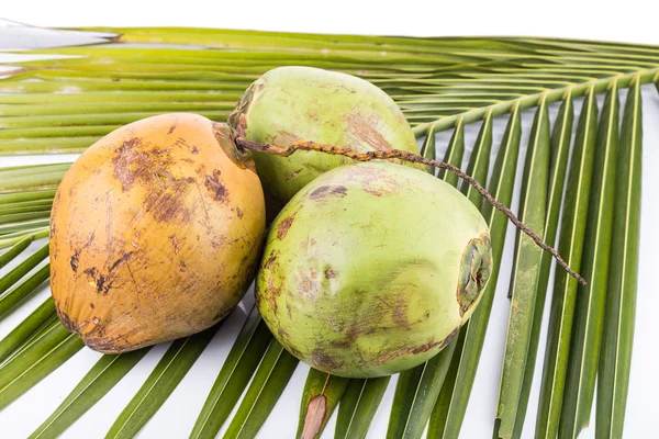 Tres jóvenes y jugosos coco verde orgánico en hoja de palma —  Fotos de Stock