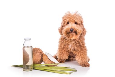 Coconut oil and fats natural ticks fleas repellent for pets clipart