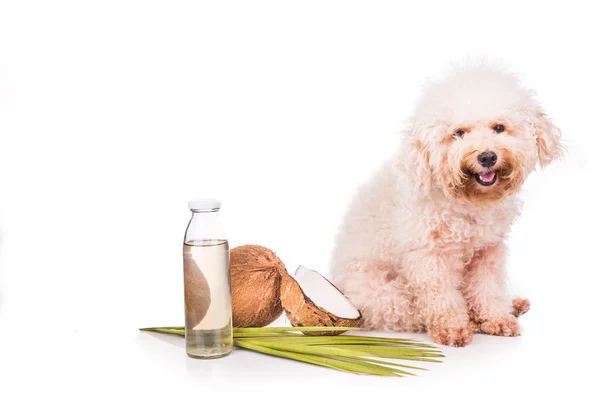 Coconut oil and fats natural ticks fleas repellent for pets — Stock Photo, Image