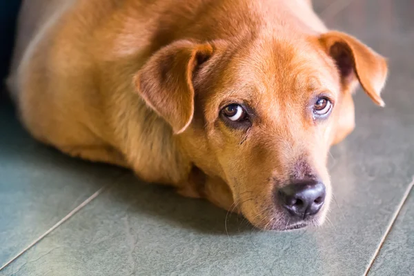 Fechar o rosto do cão olhando diretamente para a câmera — Fotografia de Stock