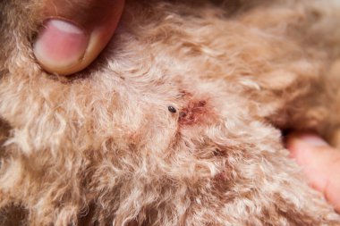 Tatlı köpek kürk deri üzerinde enfekte Pire ve kene