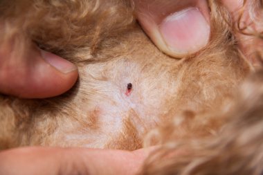 Tatlı köpek kürk deri üzerinde enfekte Pire ve kene