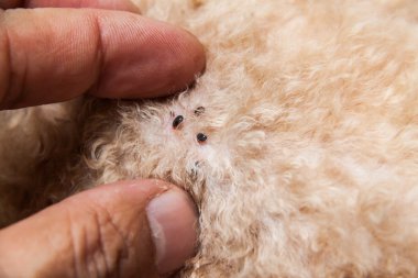 Tatlı köpek kürk deri üzerinde enfekte Pire ve kene