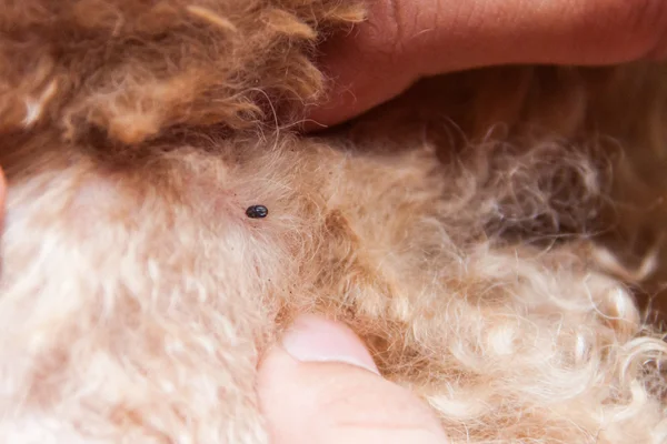 Крупный план клещей и блох, зараженных на меховой коже собаки — стоковое фото