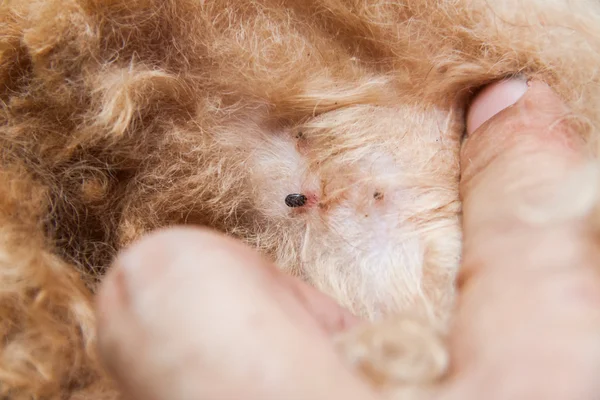 Крупный план клещей и блох, зараженных на меховой коже собаки — стоковое фото