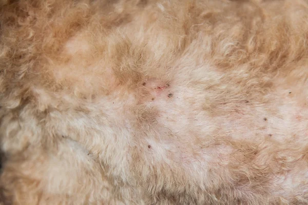 Flera kvalster och loppor infekterade på hund päls hud — Stockfoto