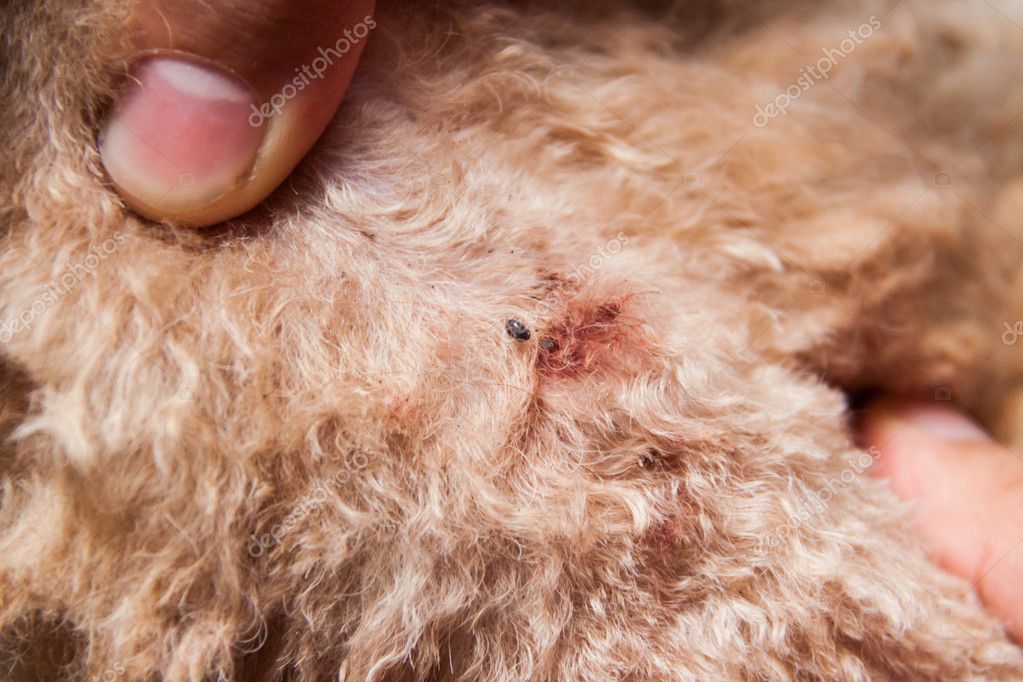Skin What To Do When Dog Has Fleas Flea Bites What To Do If My Dog