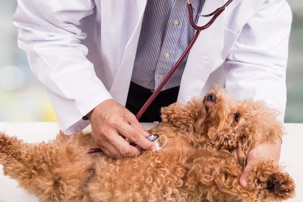 Médico veterinario examinando lindo perro caniche con estetoscopio en la clínica —  Fotos de Stock