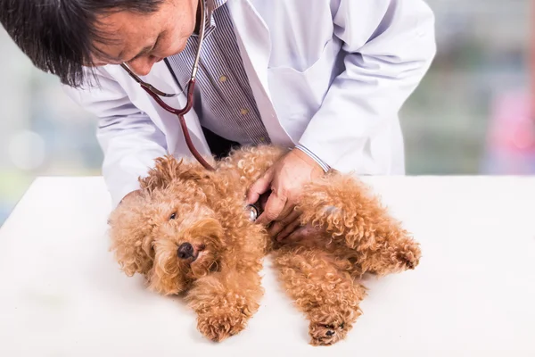 Médico veterinario examinando lindo perro caniche con estetoscopio en la clínica —  Fotos de Stock