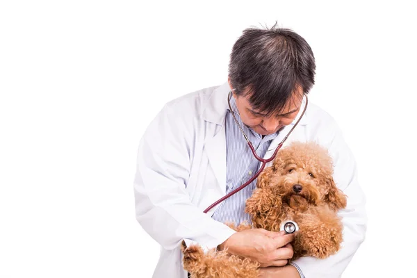 Médico veterinário examinando cão poodle com estetoscópio no backgr branco — Fotografia de Stock