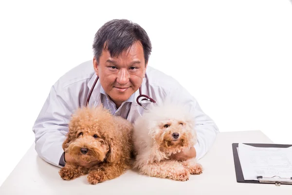Amigável veterinário médico abraçando dois cachorros bonitos no fundo branco — Fotografia de Stock