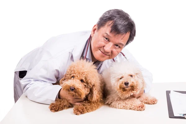 Amigável veterinário médico abraçando dois cachorros bonitos no fundo branco — Fotografia de Stock