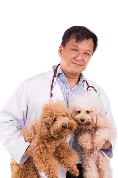 Amigável veterinário médico abraçando dois cachorros bonitos no fundo branco — Fotografia de Stock