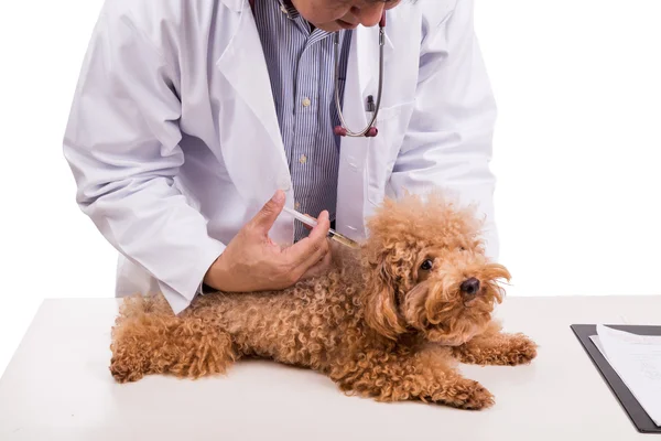 Tierarzt impft Welpen auf weißem Hintergrund — Stockfoto