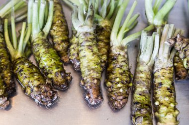 Tatlı taze hasat Japon wasabi kök