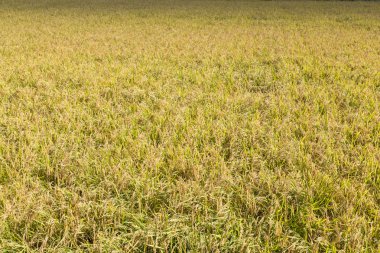 Altın sarı çeltik pirinç alan hasat için hazır