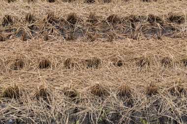 Kahverengi çeltik pirinç alan hasat sonra