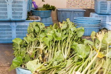 Taze Japon wasabi bitki kök ve yaprak kökleri hasat