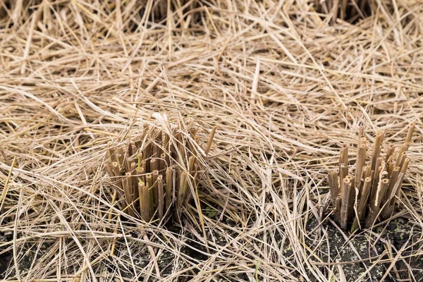 Närbild av brun paddy stjälkar efter skörd — Stockfoto