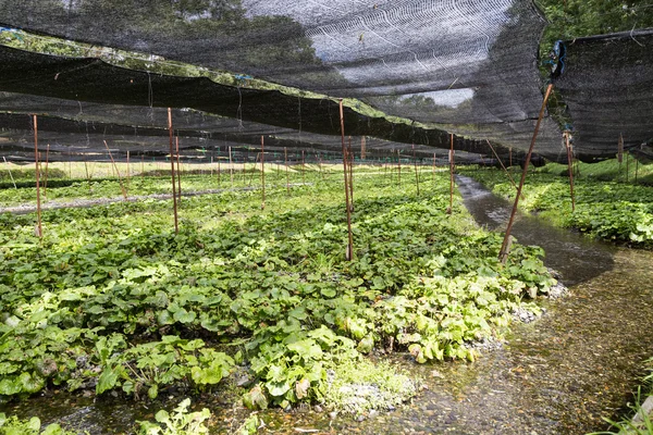 Plantación agrícola genérica de wasabi con sombra protectora alon — Foto de Stock