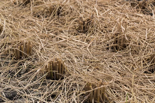 Närbild av brun paddy stjälkar efter skörd — Stockfoto