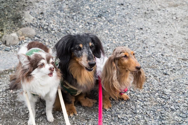 Tres lindos perros de pura raza posando — Foto de Stock