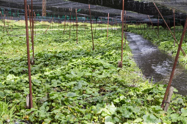 Сельскохозяйственная плантация васаби с защитной тенью — стоковое фото