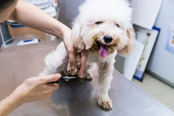 Vet trim cut dog nails at clinic — Stock Photo, Image