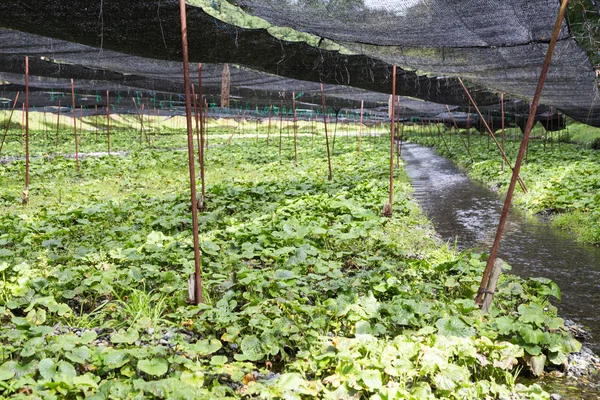 Plantación agrícola genérica de wasabi con sombra protectora alon — Foto de Stock