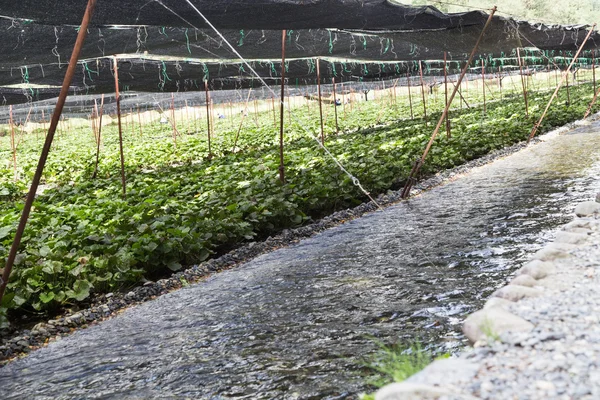 Plantación agrícola genérica de wasabi con sombra protectora alon — Foto de Stock