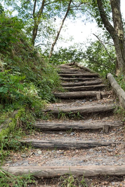 Nature path with steps in serene forest