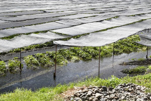 Сельскохозяйственная плантация васаби с защитной тенью — стоковое фото