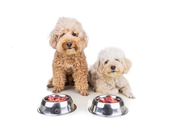 Obedient healthy dogs posing with barf raw meat on white background — Φωτογραφία Αρχείου