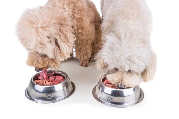 Gehorsame gesunde Hunde ernähren sich von rohem Rindfleisch auf weißem Hintergrund — Stockfoto