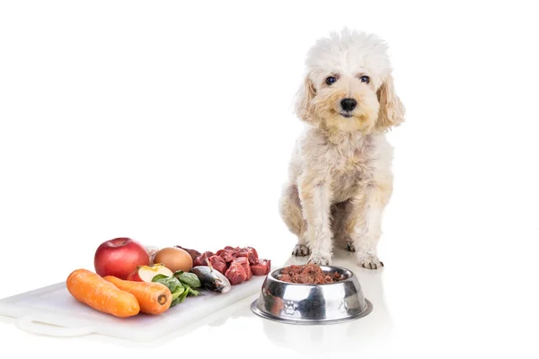 Υπάκουος υγιής σκύλος που ποζάρει με ωμό κρέας barf, ψάρι, λαχανικά, αυγά, δίαιτα συστατικών σε λευκό φόντο — Φωτογραφία Αρχείου